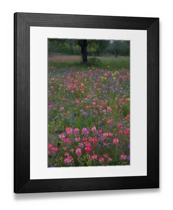 Framed Print : Paint Brush, Blue Bonnets and Phlox in field surround by Oak Trees near Devine Texas