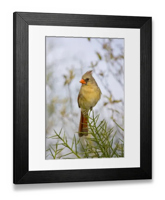 Framed Print : USA, North America, Texas Framed Print : USA, North America, Texas