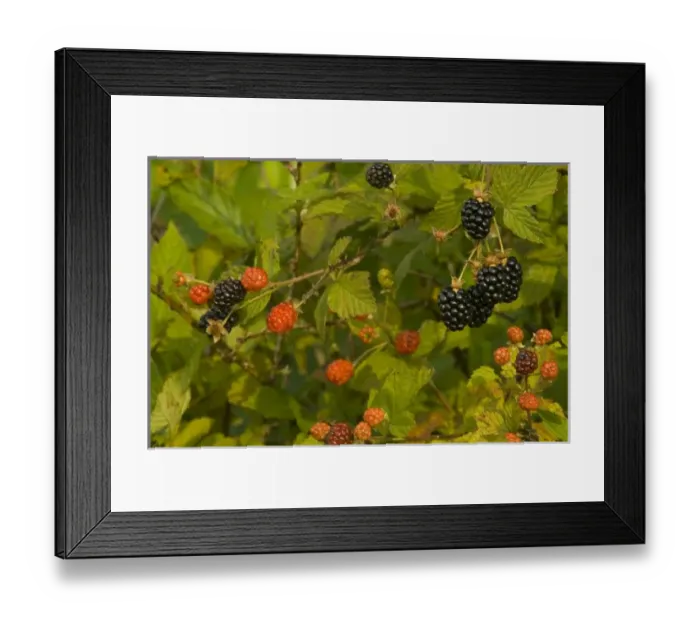Framed Print : USA, North America, Virginia Framed Print : USA, North America, Virginia