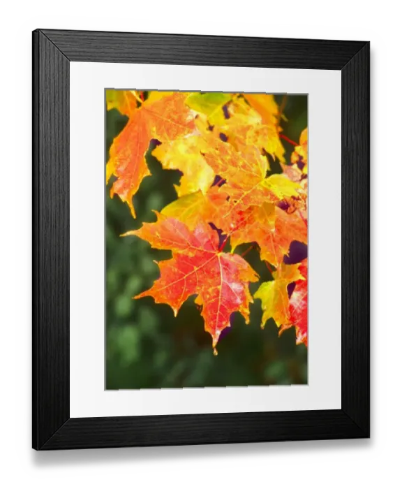 Framed Print : USA, North America, Virginia Framed Print : USA, North America, Virginia