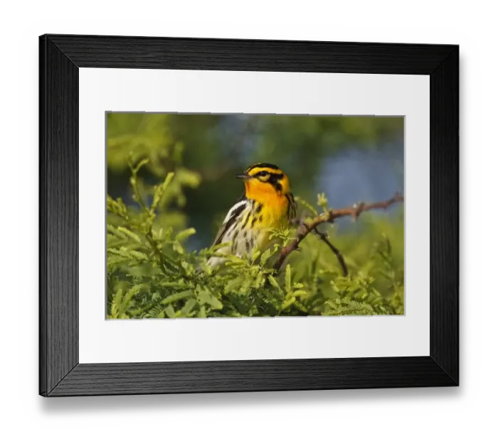 Framed Print : South Padre Island, Texas, USA, Blackburnian Warbler (Dendroica fusca) male, April Framed Print : South Padre Island, Texas, USA, Blackburnian Warbler (Dendroica fusca) male, April