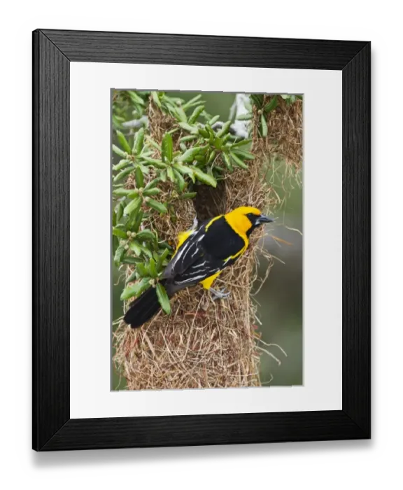 Framed Print : USA, North America, Texas Framed Print : USA, North America, Texas