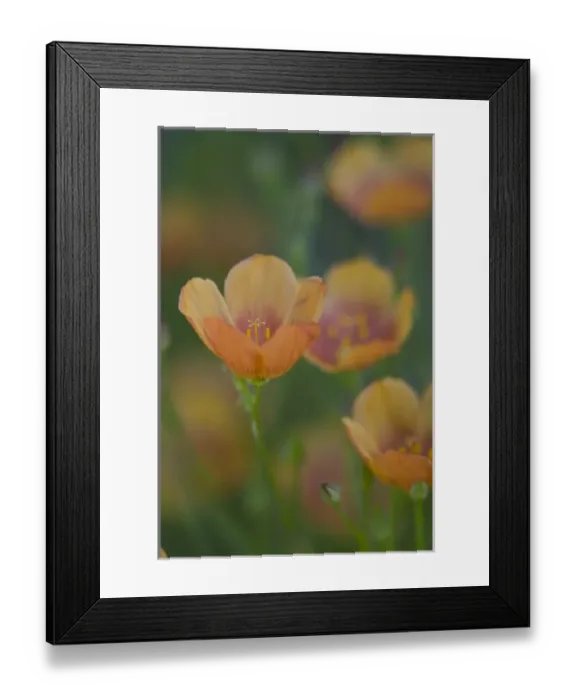Framed Print : South of Devine Texas along Interstate 35 Yellow Flax Framed Print : South of Devine Texas along Interstate 35 Yellow Flax