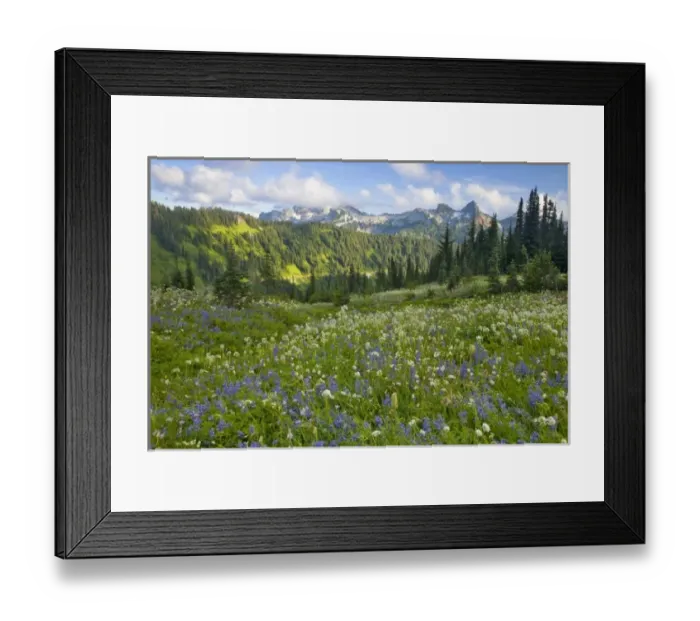Framed Print : Wildflower meadows at Paradise with Tatoosh Range in background in Mount Rainier