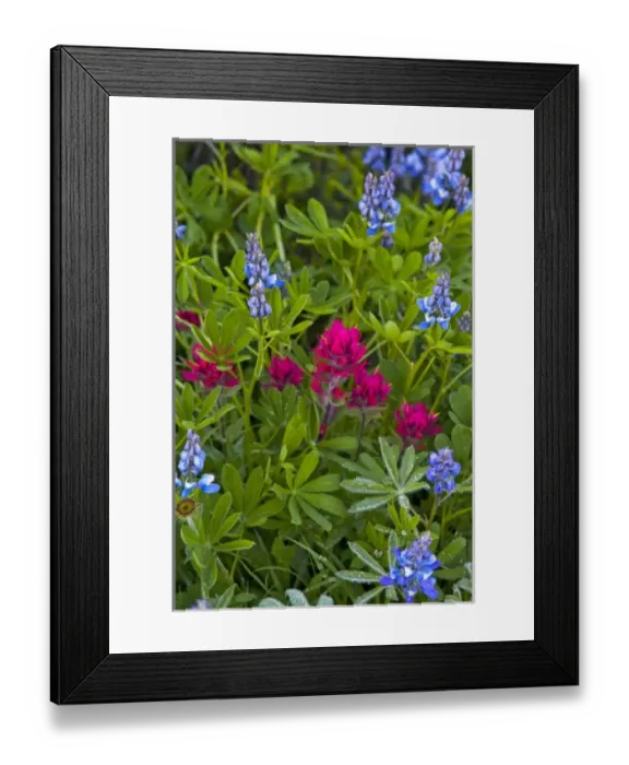 Framed Print : Wildflower meadows at Paradise in Mount Rainier National Park in Washington Framed Print : Wildflower meadows at Paradise in Mount Rainier National Park in Washington
