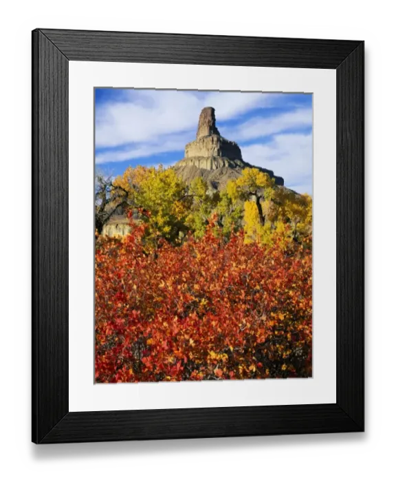 Framed Print : Utah. USA. Squawbush (Rhus trilobata) & cottonwoods (Populus fremontii) in autumn Framed Print : Utah. USA. Squawbush (Rhus trilobata) & cottonwoods (Populus fremontii) in autumn