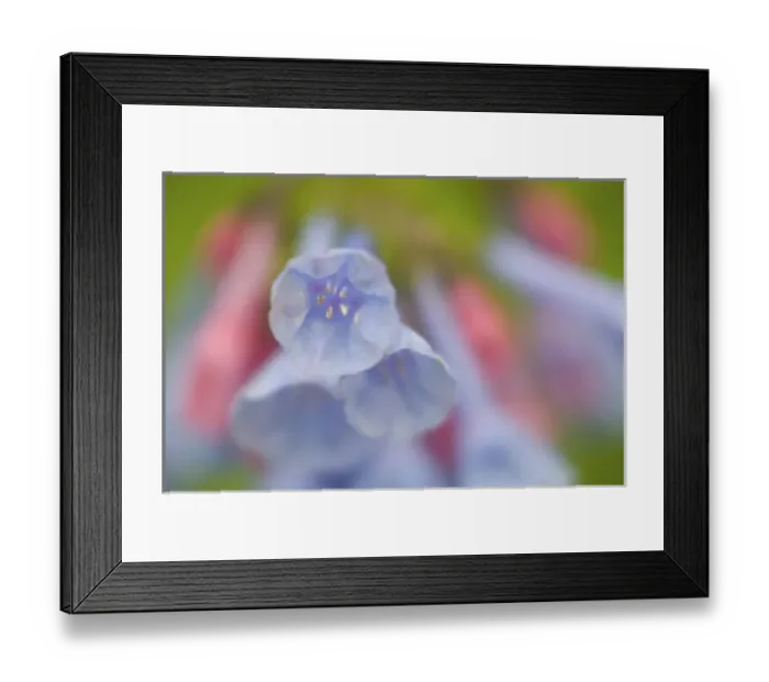 Framed Print : USA, Virginia, Manassas, Manassas National Battlefield Park, closeup of blue