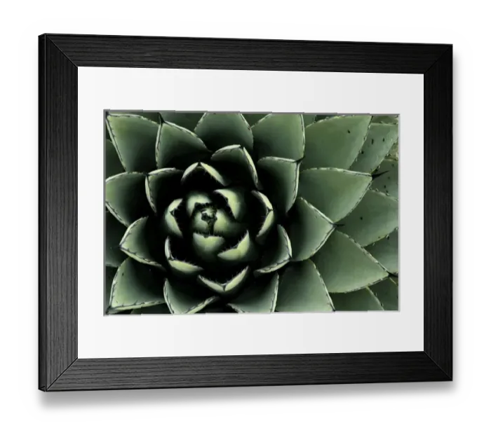 Framed Print : Santa Fe, New Mexico, USA. Agave cactus plant