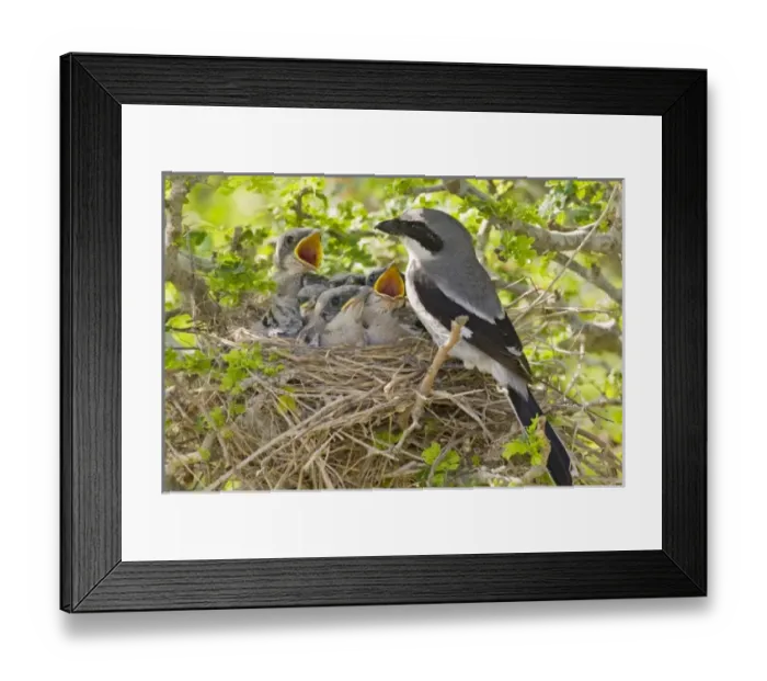 Framed Print : USA, North America, Texas Framed Print : USA, North America, Texas