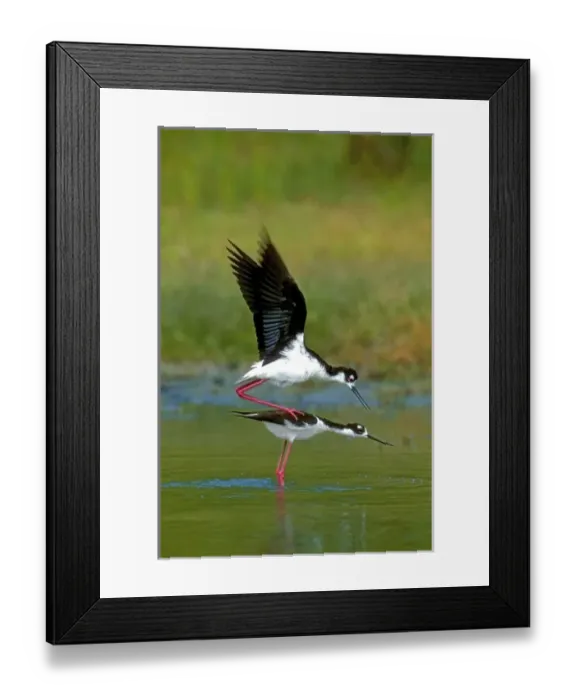 Framed Print : USA, North America, Texas Framed Print : USA, North America, Texas
