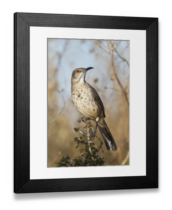 Framed Print : USA, North America, Texas