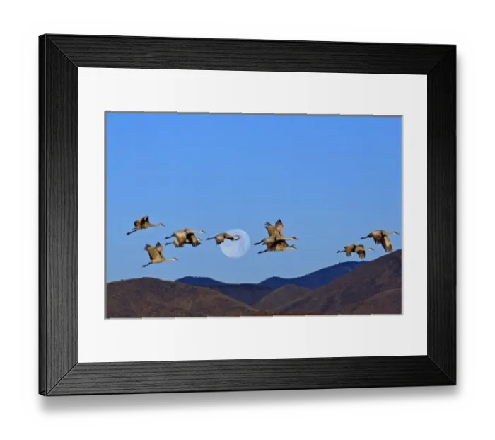 Framed Print : USA, New Mexico, Bosque Del Apache National Wildlife Refuge. Sandhill cranes (Grus