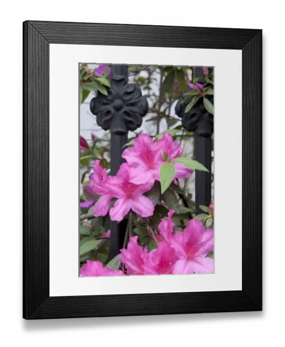Framed Print : Charleston, South Carolina, USA. Azaleas along a fence in bloom Framed Print : Charleston, South Carolina, USA. Azaleas along a fence in bloom