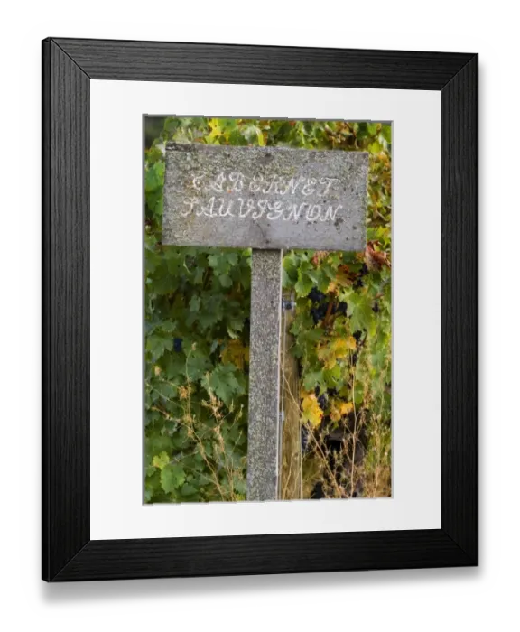 Framed Print : Old lichen covered wooden sign with cabernet sauvignon letters at end of vineyard Framed Print : Old lichen covered wooden sign with cabernet sauvignon letters at end of vineyard