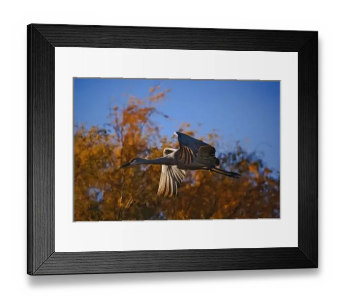 Framed Print : Sandhill Crane in flight, Grus canadensis, Bosque Del Apache National Wildlife Refuge