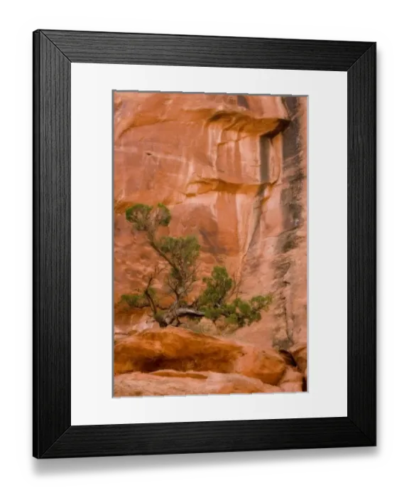 Framed Print : USA, Utah, Long Canyon. A juniper tree against red rock cliff