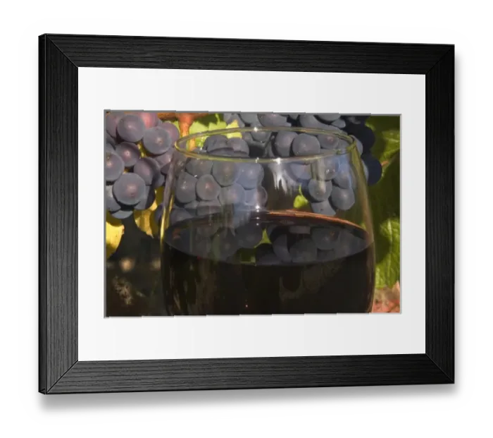 Framed Print : Glass of Pinot Noir wine in front of Pinot Noir grape cluster on the vine in the Sherwood area Framed Print : Glass of Pinot Noir wine in front of Pinot Noir grape cluster on the vine in the Sherwood area