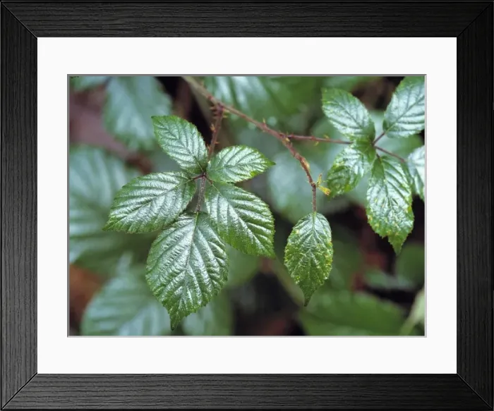 Framed Print : USA, Oregon, Columbia Gorge. Blackberry plants cover a hillside in the Columbia Gorge, Oregon