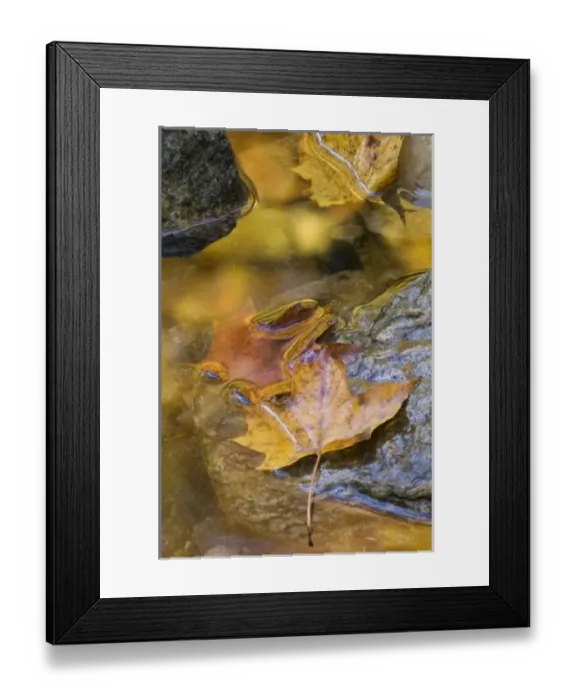 Framed Print : Leaf and reflections in a autumn stream, VT