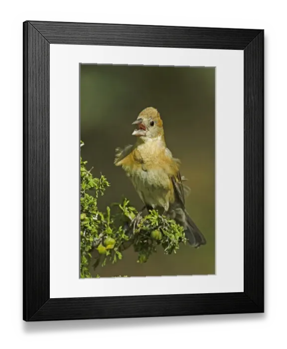 Framed Print : USA, North America, Texas Framed Print : USA, North America, Texas
