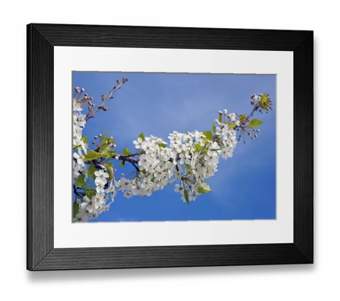 Framed Print : USA, Texas, Katy. Cherry tree in blossom