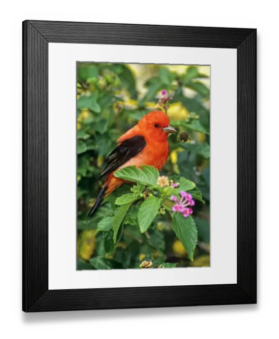 Framed Print : USA, Texas, South Padre Island. Wild male scarlet tanager perched in lantana wildflowers Framed Print : USA, Texas, South Padre Island. Wild male scarlet tanager perched in lantana wildflowers