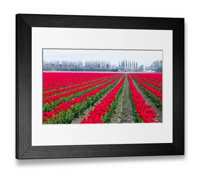 Framed Print : North America, USA, Washington, Skagit Valley. Tulip field Framed Print : North America, USA, Washington, Skagit Valley. Tulip field