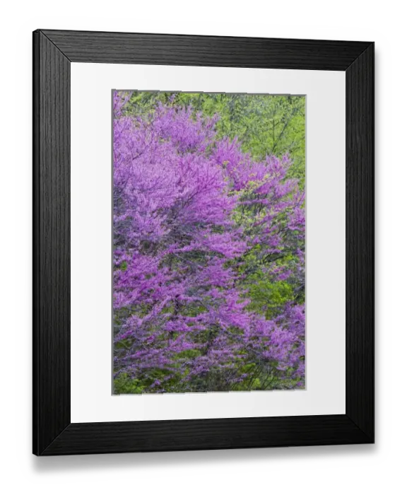 Framed Print : Redbud trees in full spring bloom near Defiance Ohio