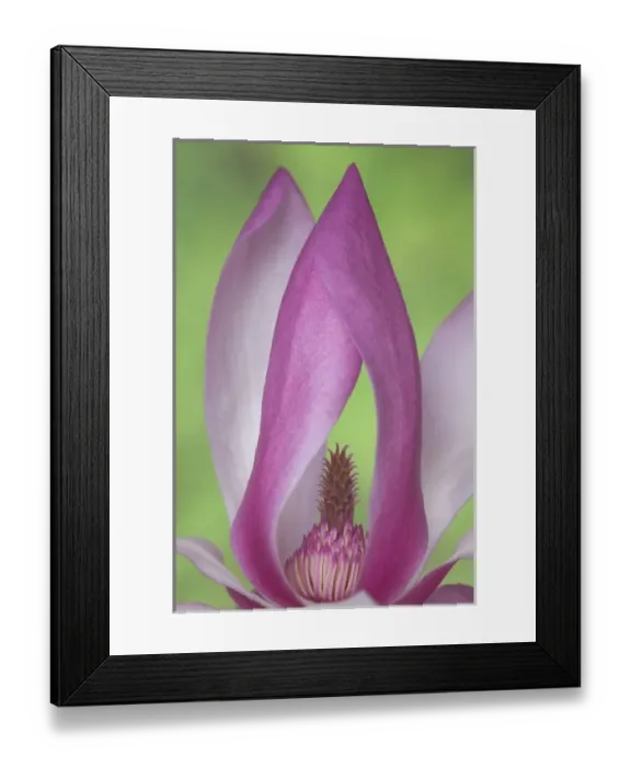 Framed Print : USA, Washington. Close-up of magnolia blossom Framed Print : USA, Washington. Close-up of magnolia blossom