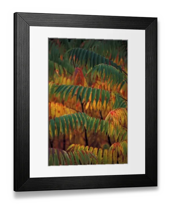 Framed Print : North America, United States, New England. The Sumac in the Fall