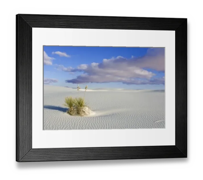 Framed Print : USA, NM, White Sands NM, Soaptree Yucca on Sand Dune at Dawn Framed Print : USA, NM, White Sands NM, Soaptree Yucca on Sand Dune at Dawn