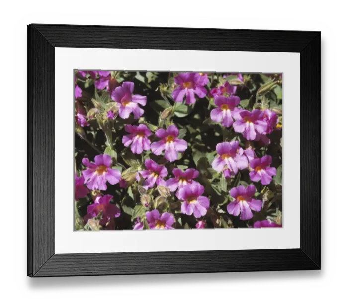 Framed Print : USA, Oregon, Canyon Creek. A close-up of monkey flowers in Canyon Creek in the Cascades Framed Print : USA, Oregon, Canyon Creek. A close-up of monkey flowers in Canyon Creek in the Cascades