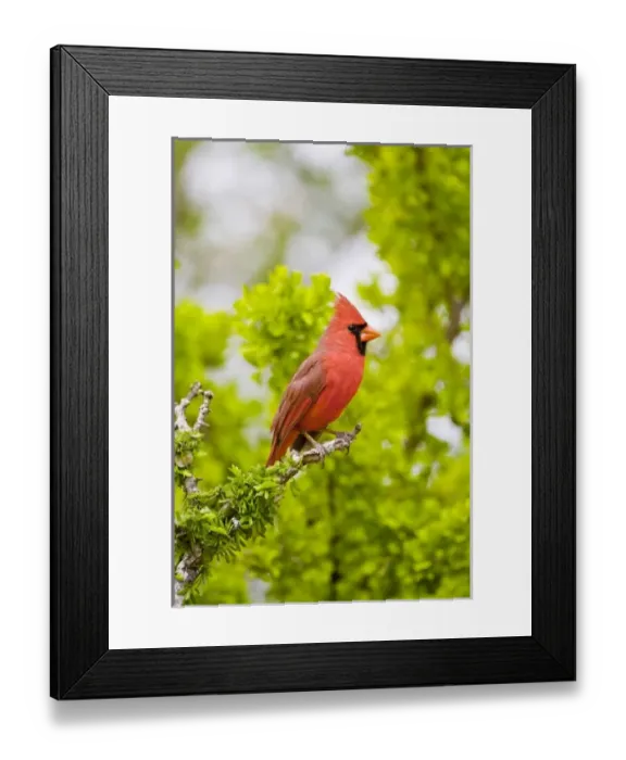 Framed Print : USA, North America, Texas Framed Print : USA, North America, Texas