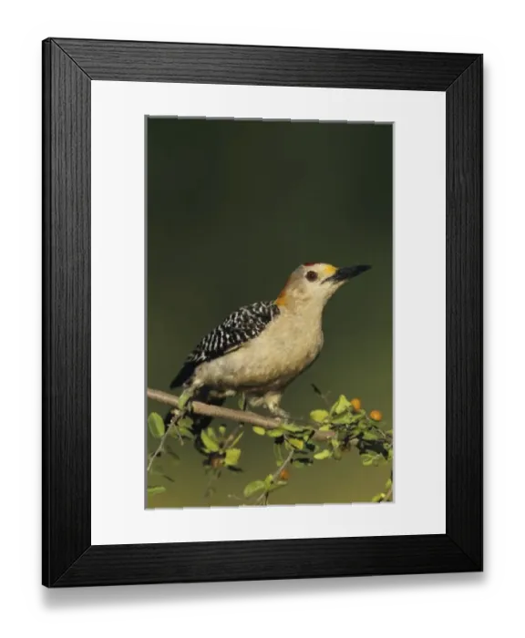 Framed Print : USA, North America, Texas