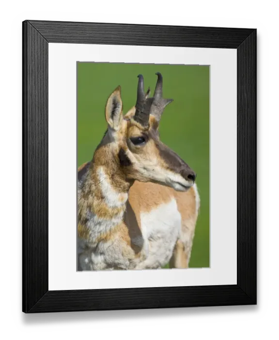 Framed Print : USA, South Dakota, Custer State Park. Close-up of adult male pronghorn antelopeFred J Framed Print : USA, South Dakota, Custer State Park. Close-up of adult male pronghorn antelopeFred J