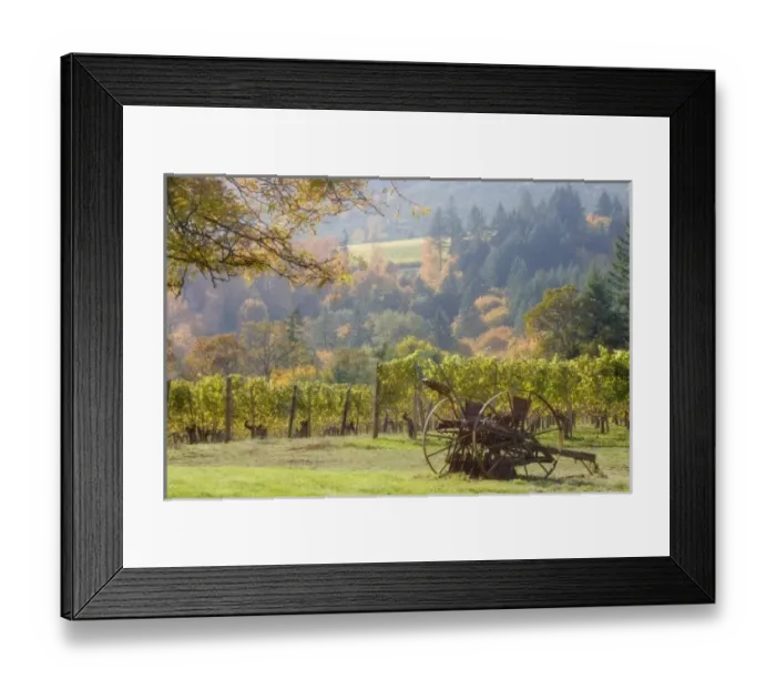 Framed Print : USA, Oregon, Willamette Valley. Vintage plow rusts next to Witness Tree Winery vineyards Framed Print : USA, Oregon, Willamette Valley. Vintage plow rusts next to Witness Tree Winery vineyards