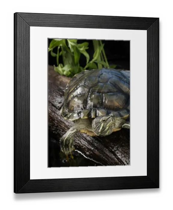 Framed Print : USA, North America, Tennessee