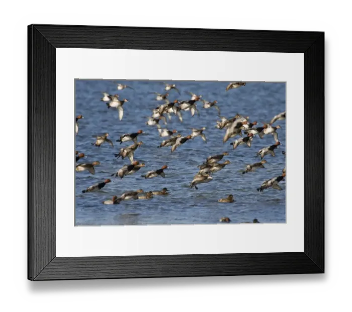 Framed Print : Redhead Duck (Aythya americana) flock landing on Laguna Madre near South Padre Island Framed Print : Redhead Duck (Aythya americana) flock landing on Laguna Madre near South Padre Island