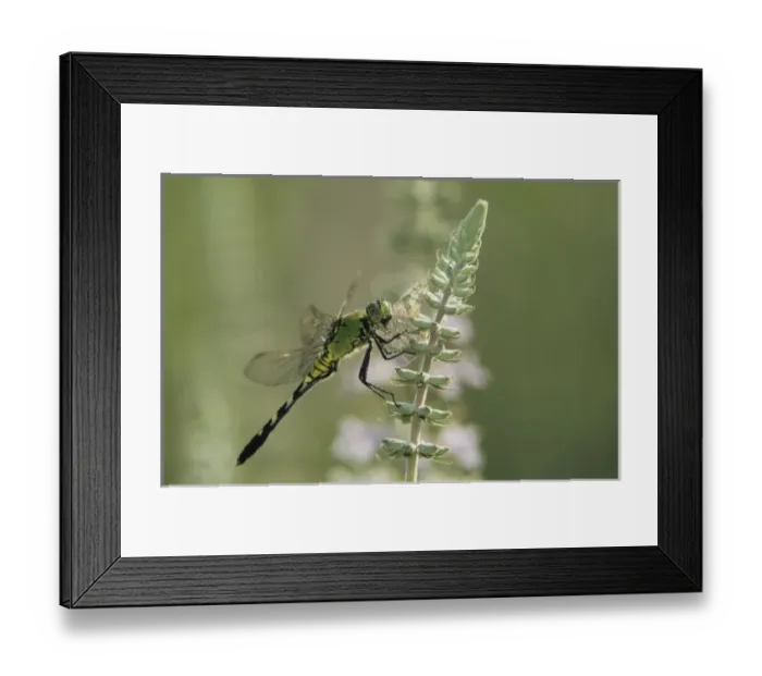 Framed Print : USA, North America, Texas