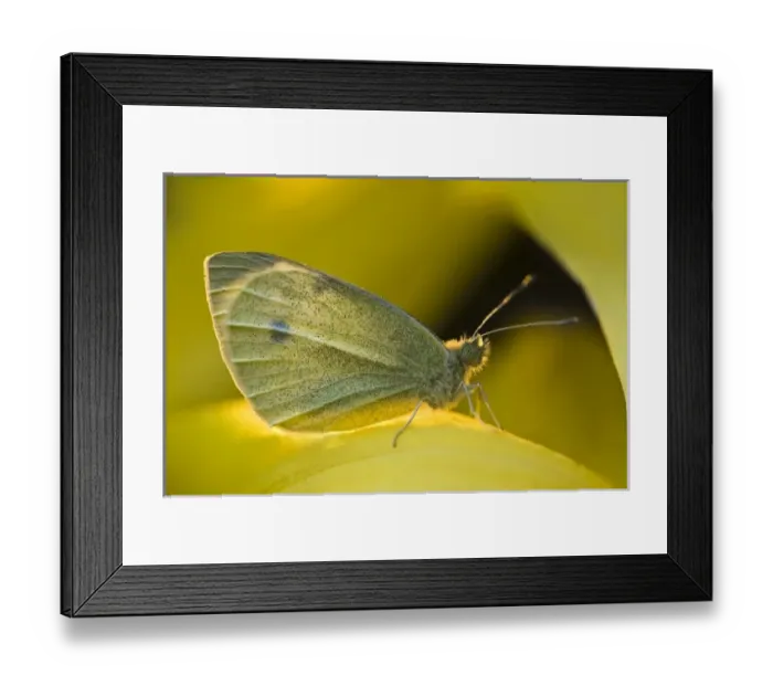 Framed Print : USA, North America, Ohio Framed Print : USA, North America, Ohio