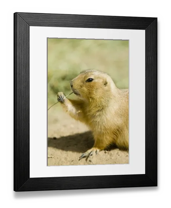 Framed Print : USA, North America, New Mexico Framed Print : USA, North America, New Mexico