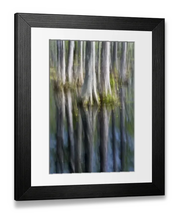 Framed Print : USA, South Carolina, Cypress Gardens. Abstract of cypress trees reflecting in lake Framed Print : USA, South Carolina, Cypress Gardens. Abstract of cypress trees reflecting in lake