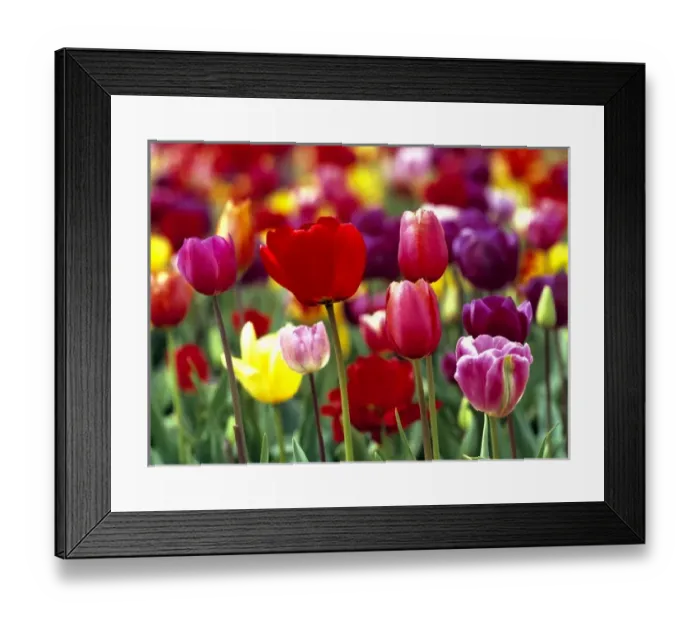 Framed Print : USA, Oregon, Willamette Valley. Beautiful tulips reach for the sky in the spring
