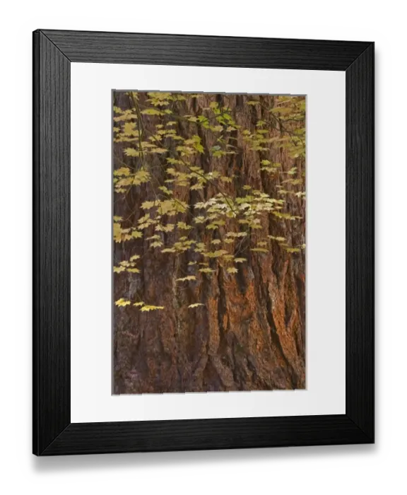 Framed Print : USA, Oregon, Rogue River National Forest. Vine maple leaves hang next to old Douglas fir tree Framed Print : USA, Oregon, Rogue River National Forest. Vine maple leaves hang next to old Douglas fir tree