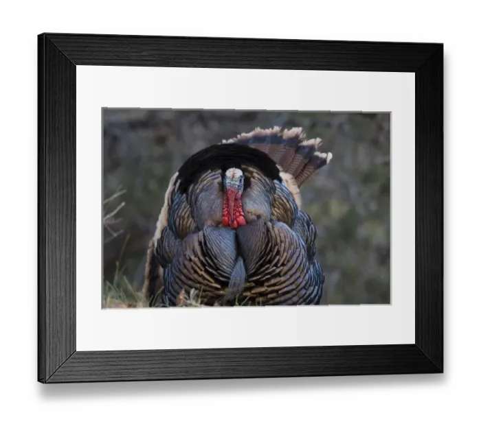 Framed Print : USA, Utah, Zion National Park, Wild Turkey, Meleagris gallopavo, in Zion Canyon Framed Print : USA, Utah, Zion National Park, Wild Turkey, Meleagris gallopavo, in Zion Canyon