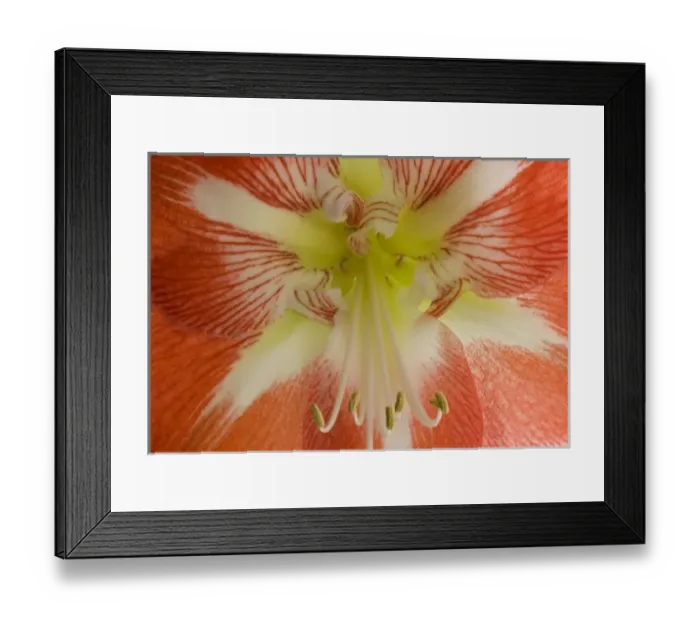 Framed Print : USA, Oregon, Bend. This close-up of an amaryllis flower clearly shows the stamen