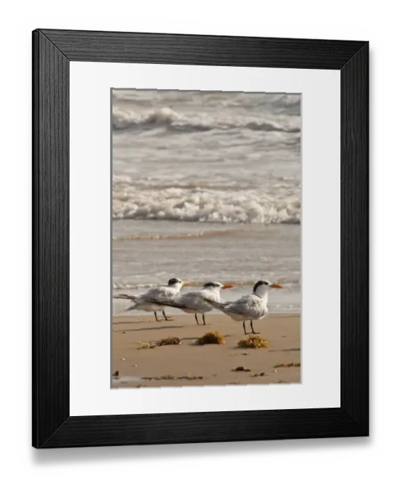 Framed Print : USA, North America, Texas Framed Print : USA, North America, Texas