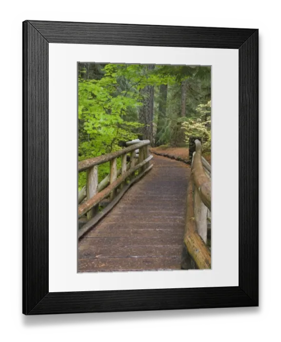 Framed Print : USA, Oregon, Willamette National Forest. Wooden foot bridge on the Sahalie Falls Trail Framed Print : USA, Oregon, Willamette National Forest. Wooden foot bridge on the Sahalie Falls Trail