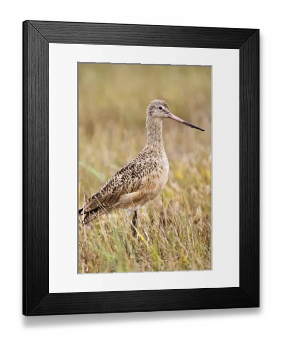 Framed Print : USA, North America, Texas Framed Print : USA, North America, Texas