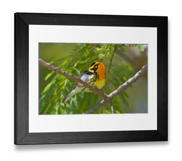Framed Print : USA, North America, Texas